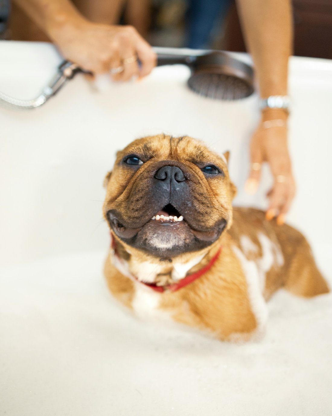 A French bulldog smiling during a warm bath, hands gently rinsing